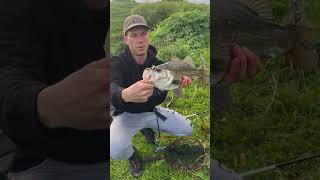 Estuary Perch on a Double Clutch fishing [upl. by Aciras556]