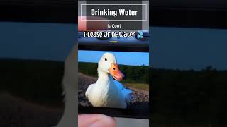 Im going with  Drinking Water  trending duck duckmeme funny messages duckhead ducktape ai [upl. by Nimsay]