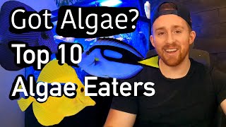 Top 10 Algae Eating Fish RANKED [upl. by Xino]