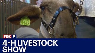 4H livestock show at MN State Fair [upl. by Goldberg]