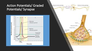 Action Potentials and Graded Potentials [upl. by Scrivings]