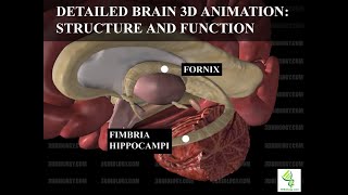 Human Neuroanatomy Detailed Brain 3D Animation  Structure and Function [upl. by Lowrance]