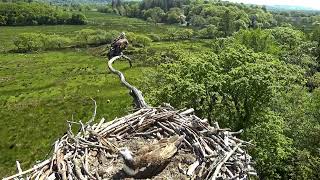 Bywyd Gwyllt Glaslyn Wildlife  Ffrwd Byw  Live Stream [upl. by Mort]