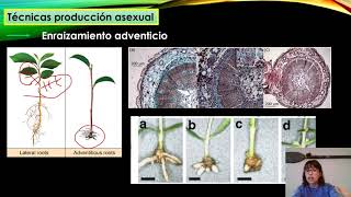 Propagación vegetativa P3 [upl. by Adnuhsed]