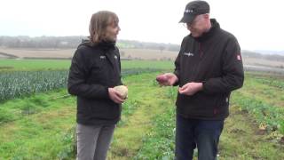 Haggis Neeps and Tatties Growing neeps and what they are [upl. by Pugh]