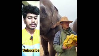 Asmr elephant reaction video  Short shorts [upl. by Anoy]