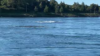 Striped bass blitz  Cape Cod Canal [upl. by Eejan139]