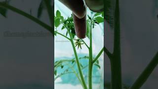 Tomato Pollination How to Get Bigger Tomatoes With This Trick shorts viralvideo [upl. by Littman]