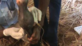 Fetlock flushing in a foal with septic arthritis [upl. by Attey]