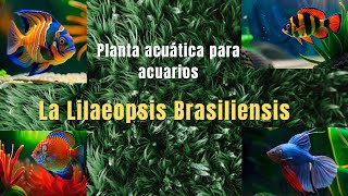 La Lilaeopsis Brasiliensis comúnmente conocida como microespada brasileña o césped acuático [upl. by Swee]