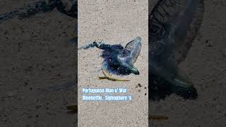 Portuguese Man o War Turquoise Coast of Western Australia sealife wildlife sea ocean life [upl. by Frost]