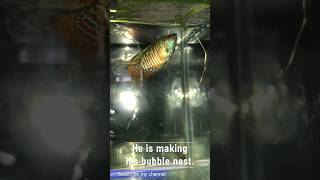 How to breed Dwarf Gourami easily breeding processshorts fish dwarfgourami shortfeed nature [upl. by Uokes]