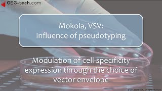 VSV Mokola Influence of pseudotyping in lentiviral vectors expriments [upl. by Olraced]