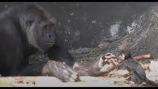 Gorilla Tuena amp mangabey Eve in Safaripark Beekse Bergen [upl. by Nylssej908]