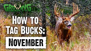 November Hunting Strategies  PreRut Rut Post Rut 786 [upl. by Pembroke]