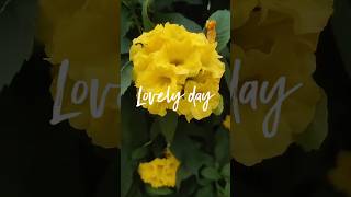 Lovely Days 💓🥰💓🥰💓 nature goodmorning goodvibes gated Day flowers flowerlovers [upl. by Reviere]