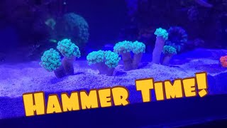 Fragging Hammer Coral [upl. by Crispin]