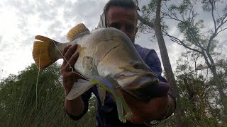 Barra on Surface at Lake Lenthalls Kayak Fishing Queensland [upl. by Danielson]