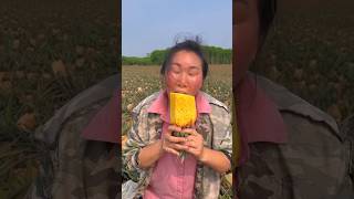 How to cultivate pineapple [upl. by Stuart]