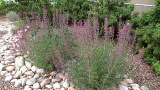 WaterWise Flowers amp Shrubs WaterWise Garden in Rio Rancho NM [upl. by Fabron217]