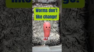 Worm Bin Tip Worms dont like change [upl. by Philpot352]