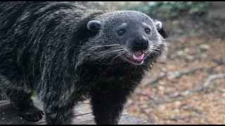 Ecco che animale è il binturong o gatto orsino [upl. by Rosati86]