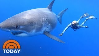 Ocean Ramsey Shares Exclusive Video Of Swimming With Massive Great White Shark  TODAY [upl. by Celestia]