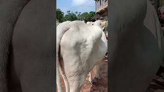 Atikul vlog bollywood song hindisong cow music [upl. by Frydman608]