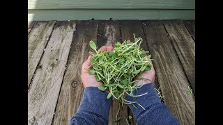 GROWING MICROGREENS  Everything You Need to Know [upl. by Montano329]