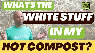 Actinomycetes The White Stuff in Your Hot Compost [upl. by Ahsimed191]