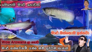 මාළු ගන්නවනම් යන්න ඔනී සුපිරිම තැන  MIN LANKA  All the fish are from the same place [upl. by Farhsa952]