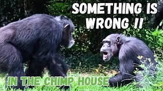 Chimpanzees Running And Screaming At Each Other  What is Happening [upl. by Newob366]