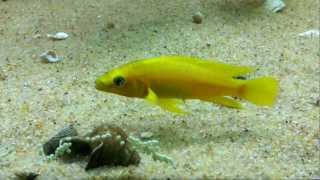 Neolamprologus leleupi Kabogo spawn rare capture  PISCES [upl. by Dyal857]