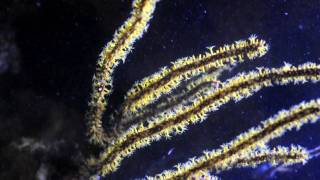 Yellow Menella Gorgonian [upl. by Eanwahs299]