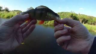 Ultralight BFS fishing for Perch  UK Canal lure fishing [upl. by Leiru]