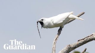 White bellbird listen to the worlds loudest bird call [upl. by Riaj]