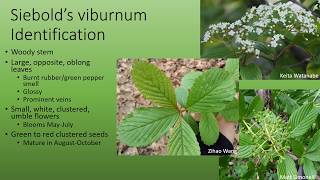 Siebolds Viburnum Species Spotlight [upl. by Votaw798]