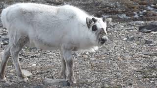 Svalbard Reindeer Rangifer tarandus platyrhynchus Spitsbergen Svalbard Norway 12 June 2015 13 [upl. by Beera]