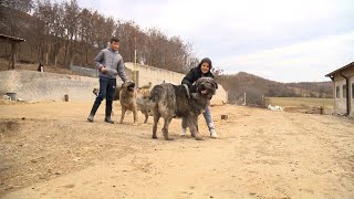 BUJKU  Ferma në Drenoc të Klinës mjedis ku rriten 22 qenë të races vendore “Deltari Ilir” [upl. by Dobson]