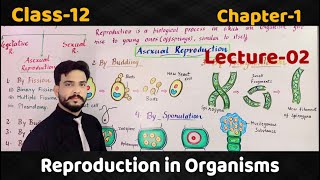 Reproduction in Organisms Class12Lecture2Asexual reproductionBuddingFragmentationSporulation [upl. by Frendel711]