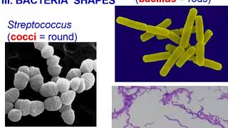 Bacteria Archaea vs Eubacteria Theme 4 Topic 2 [upl. by Neras662]