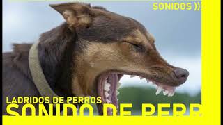 SONIDOS LADRIDO DE PERROS [upl. by Enileuqcaj]