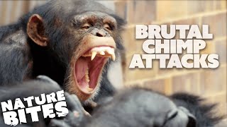 Most BRUTAL Chimp Attacks at the Zoo  Nature Bites [upl. by Daffodil465]