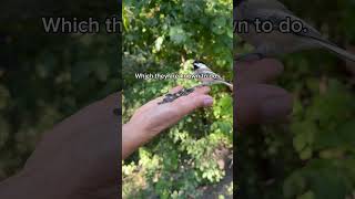 Cute Chickadees subscribers nature canadawildbirding bird wildlife birdsofcanada shortsvideo [upl. by Retniw]