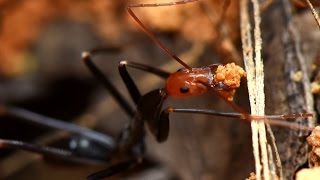 SPIDER ANTS Digging The Nest [upl. by Grimaldi158]