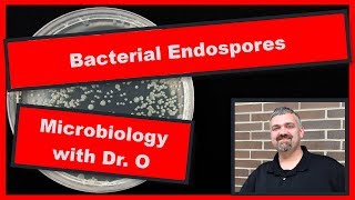 Endospore Formation Sporulation [upl. by Ebner17]