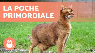 POCHE PRIMORDIALE chez le CHAT 🐈 Ton chat a le VENTRE QUI PEND  Découvre la raison [upl. by Spence]