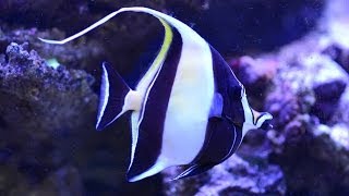 Care for Moorish Idol Zanclus cornutus 神像 [upl. by Herbst42]