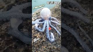 Encontré un Mini Pulpito🐙 Puerto Anconcito LuiggiC27 [upl. by Nosirb]