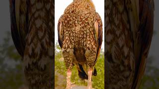 Wow beautiful peacock feathers viralvideo youtubeshorts aseelmurga birds rooster aseel murga [upl. by Clotilda]